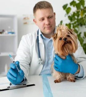 Explore proven methods for training pets with love and patience